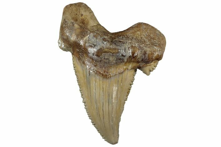 Serrated Sokolovi (Auriculatus) Shark Tooth - Dakhla, Morocco #312665